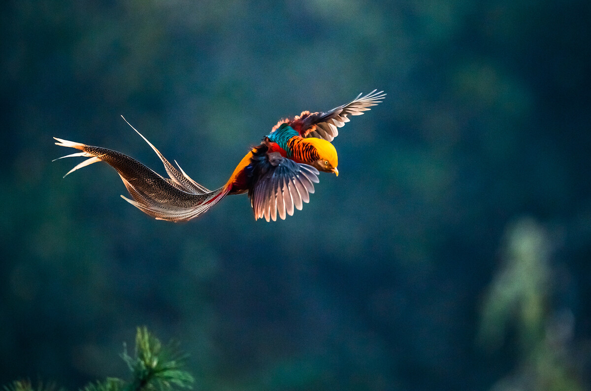 小诗《幸福是个鸟》 小诗《幸福是个鸟》