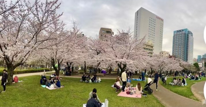 最美不过《樱吹雪》 最美不过《樱吹雪》